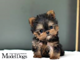 1 Ay Sonra Doğacak Olan Sıfır Numara Yorkshire Terrier Bebeğimiz