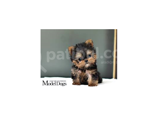 1 Ay Sonra Doğacak Olan Sıfır Numara Yorkshire Terrier Bebeğimiz görsel