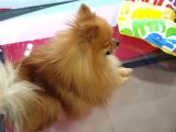 Harika Kürk Yapısıyla Yetişkin Erkek Pomeranian