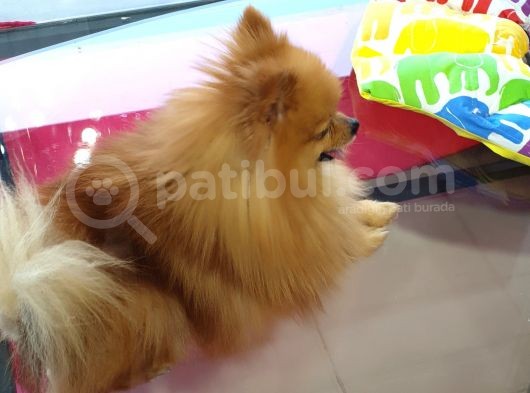 Harika Kürk Yapısıyla Yetişkin Erkek Pomeranian görsel
