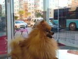 Harika Kürk Yapısıyla Yetişkin Erkek Pomeranian