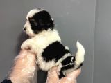 Muhteşem Kalite Teacup Morkie