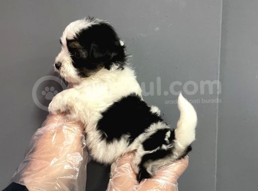 Muhteşem Kalite Teacup Morkie görsel