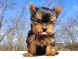 1 Ay Sonra Doğacak Olan Sıfır Numara Yorkshire Terrier Bebeğimiz