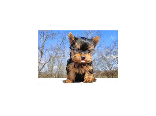 1 Ay Sonra Doğacak Olan Sıfır Numara Yorkshire Terrier Bebeğimiz görsel