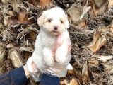Maltipoo Bebeklerimiz