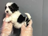 Muhteşem Kalite Teacup Morkie