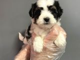 Muhteşem Kalite Teacup Morkie