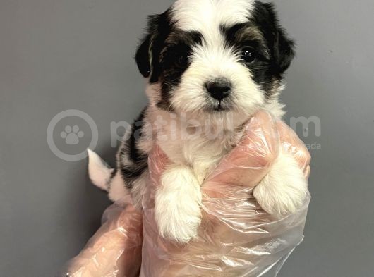 Muhteşem Kalite Teacup Morkie