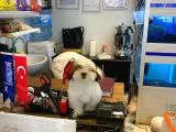 Shih Tzu Yavrumuz