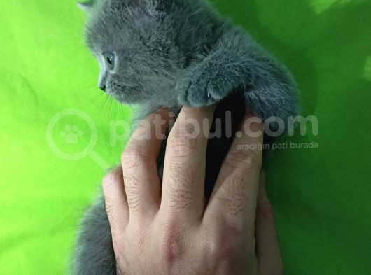 İstanbul Ataşehir British Short Hair görsel
