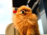 Harika Kürk Yapısıyla Yetişkin Erkek Pomeranian