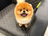 En Sevilen Renk Pomeranian Yavrularımız