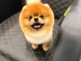 En Sevilen Renk Pomeranian Yavrularımız