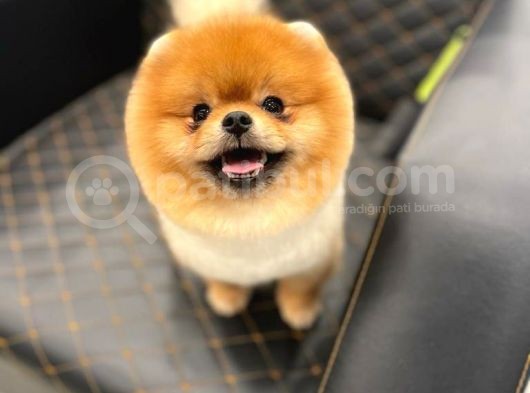 En Sevilen Renk Pomeranian Yavrularımız görsel