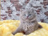 British Longhair