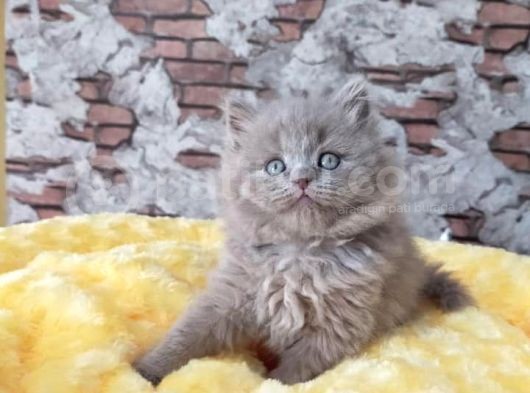 British Longhair