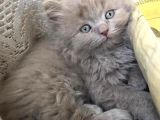 British Longhair