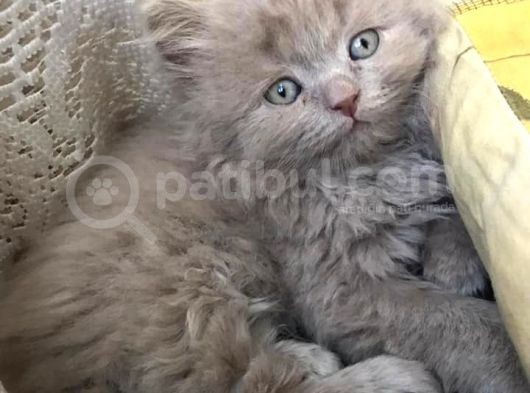 British Longhair görsel