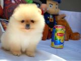 Show Kalite Pomeranian Yavrularımız