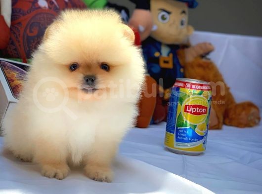 Show Kalite Pomeranian Yavrularımız görsel