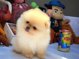 Show Kalite Pomeranian Yavrularımız
