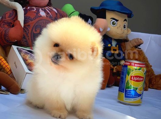 Show Kalite Pomeranian Yavrularımız görsel