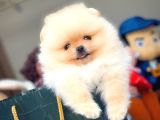 Show Kalite Pomeranian Yavrularımız