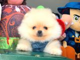 Show Kalite Pomeranian Yavrularımız