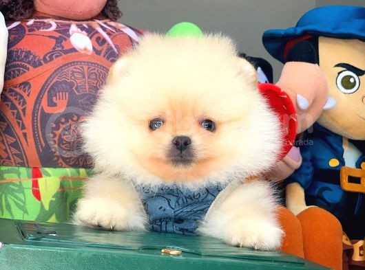 Show Kalite Pomeranian Yavrularımız görsel
