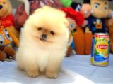 Show Kalite Pomeranian Yavrularımız