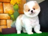 Show Class Secereli Pomeranian Yavrularımız