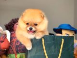 Tüy Dökülmesi Az Olan Pomeranian Yavrularımız