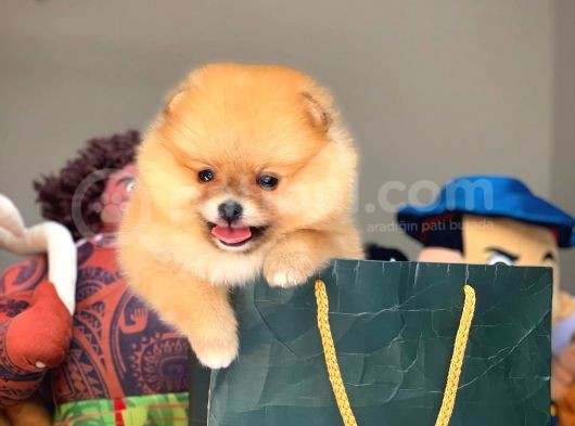 Tüy Dökülmesi Az Olan Pomeranian Yavrularımız görsel