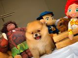 Tüy Dökülmesi Az Olan Pomeranian Yavrularımız