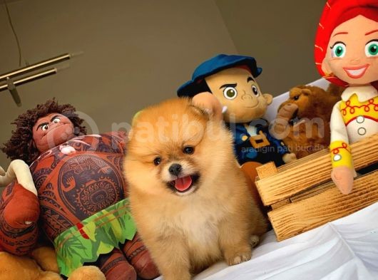 Tüy Dökülmesi Az Olan Pomeranian Yavrularımız görsel
