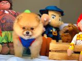 Tüy Dökülmesi Az Olan Pomeranian Yavrularımız