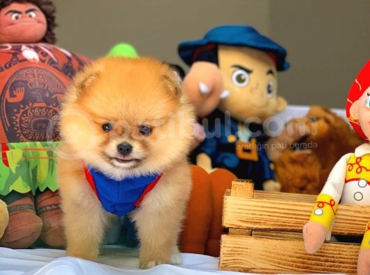Tüy Dökülmesi Az Olan Pomeranian Yavrularımız görsel