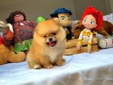 Tüy Dökülmesi Az Olan Pomeranian Yavrularımız