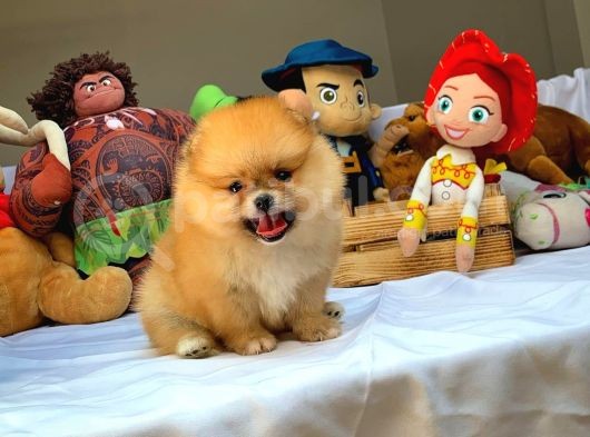 Tüy Dökülmesi Az Olan Pomeranian Yavrularımız görsel