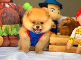 Tüy Dökülmesi Az Olan Pomeranian Yavrularımız