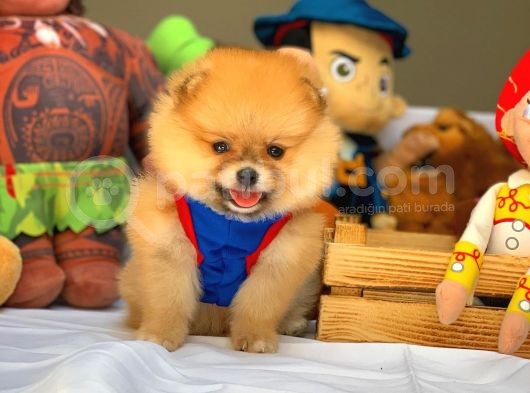 Tüy Dökülmesi Az Olan Pomeranian Yavrularımız