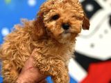 2.5 Aylik Erkek Red Toy Poodle