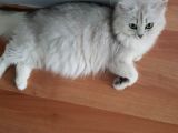 Ns 11 33 Silver Shaded British Shorthair Yavrular