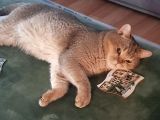 Ns 11 33 Silver Shaded British Shorthair Yavrular
