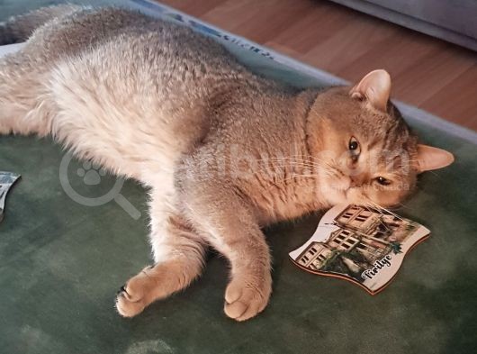 Ns 11 33 Silver Shaded British Shorthair Yavrular görsel