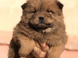 Kaliteli Chow Chow Yavrular