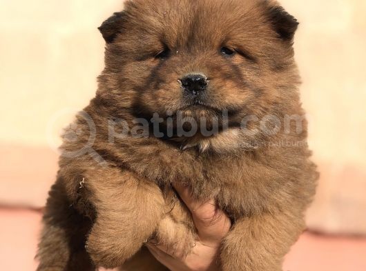 Kaliteli Chow Chow Yavrular görsel