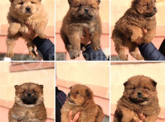 Kaliteli Chow Chow Yavrular görsel