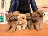 Kaliteli Chow Chow Yavrular